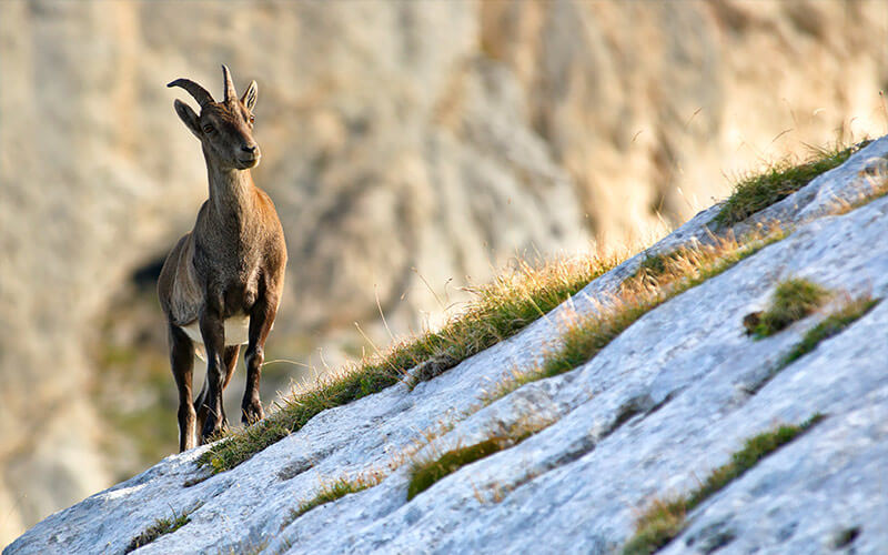 Wildlife and Nature